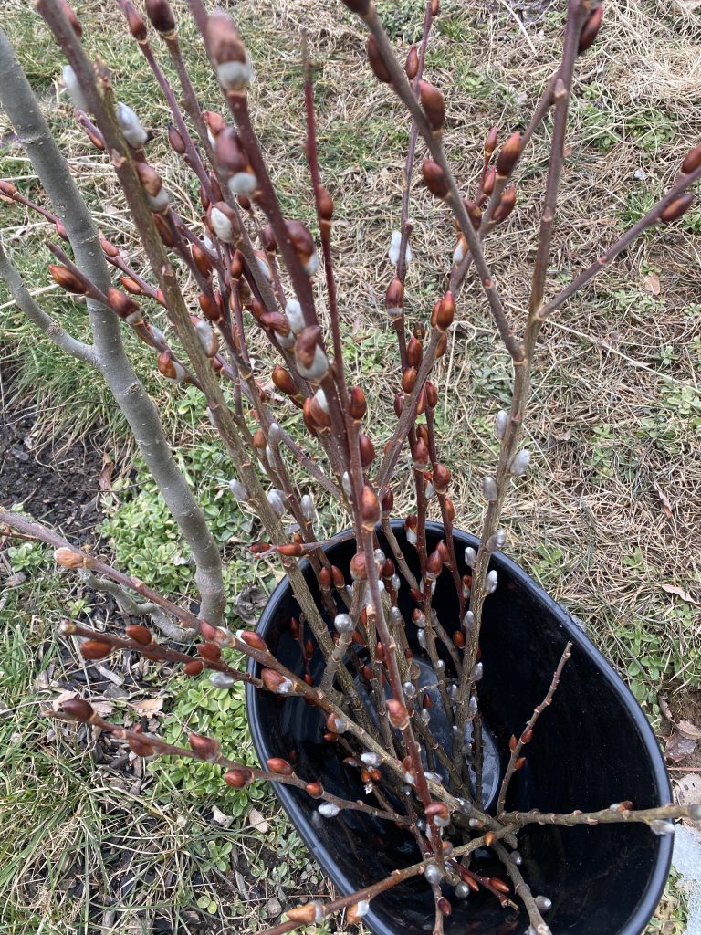 willow rooting