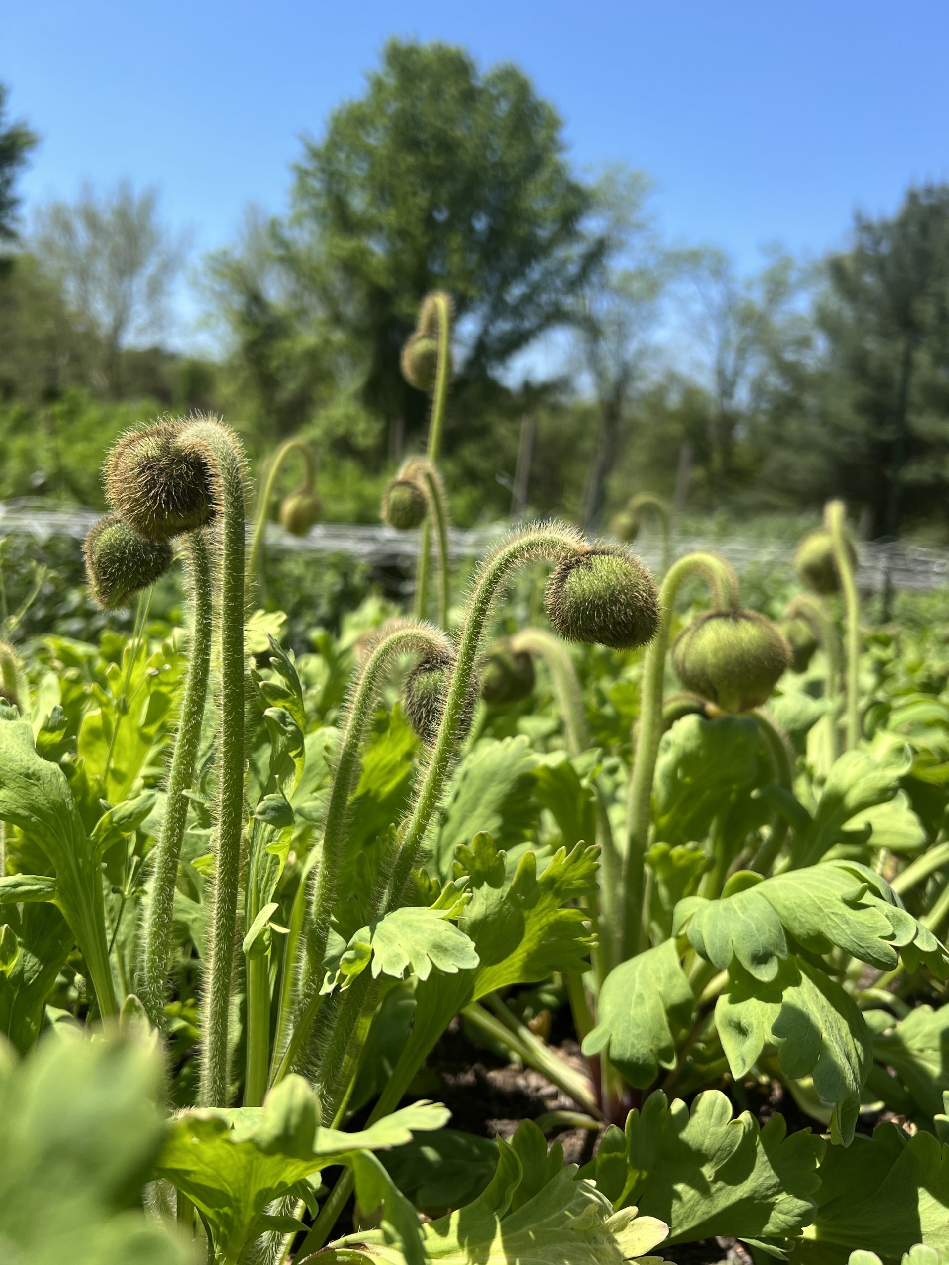 May Flowers Celadon Hill